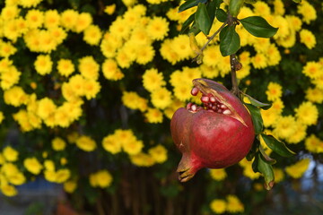 pomegranate