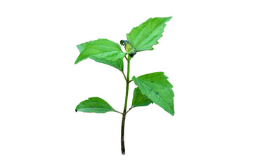 Siam weed tree isolated on white background, Bitter bush, Christmas bush, Devil weed, Camfhur grass, Common floss flower, Triffid.