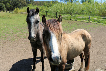 Fototapeta premium Two foals in a green field in Australia