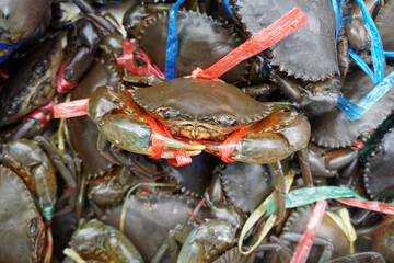 Serrated Mud Crab is tied with straw rope. Scylla serrata,  Black Crab, Mangrove Crab, Captivity Tied Up offered for Sea Food.