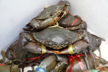 Serrated Mud Crab is tied with straw rope. Scylla serrata,  Black Crab, Mangrove Crab, Captivity Tied Up offered for Sea Food.