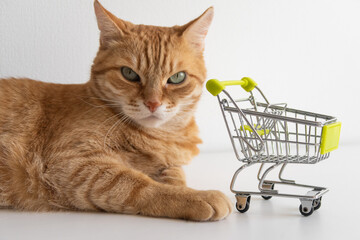 Fototapeta na wymiar Ginger cat with shopping cart on white background looking seriously. Cute pet deciding to go buy groceries in animal store. Small miniature shop trolley. Copyspace banner