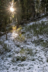 Sunrays scene in coniferous forest, Little Fatra, Slovakia