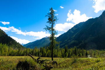 Fototapeta premium Tree in the mountain valley among high grass. Lonely fir or larch high tree standing out among the mountains on he blue sky background.