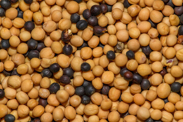 mix of mustard and rape seeds in detail