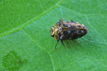Chitins inhabit wild plants in North China