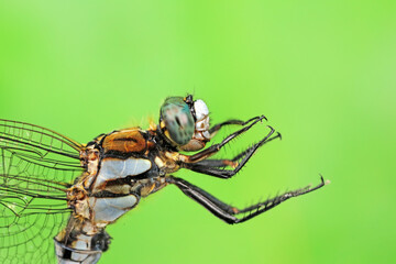 Dragonflies live on weeds in the North China Plain