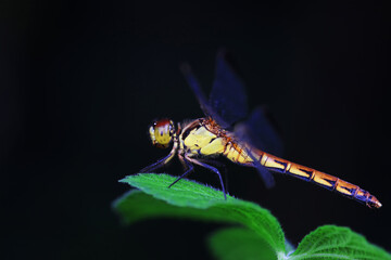 Dragonflies live on weeds in the North China Plain