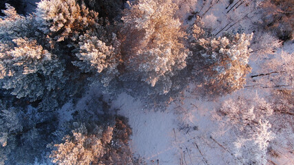 Winter forest sunset above