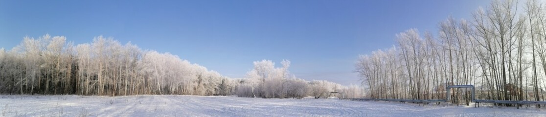 
trees in the snow