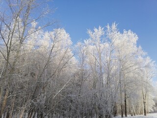 trees in the snow