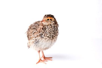 Young quail isolated on white background.