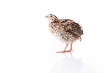 Young quail isolated on white background.