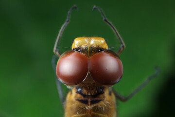 Close up of dragonfly's compound eyes