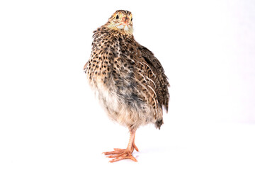 Young quail isolated on white background.