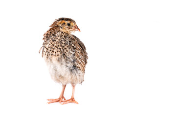 Young quail isolated on white background.