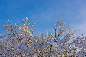Tree branches covered with snow in the sunlight against blue sky. Christmas frosts. Winter background with copy space.