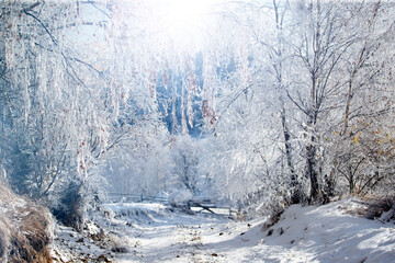 Country road leading among frosted trees