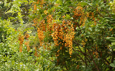 (Duranta repens) Vanillier de Cayenne ou durante de plumier, arbuste au port pleureur, feuillage...