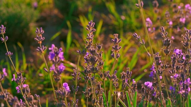 close up panorama bush lavender with purple flowers in sunlight swaying in the wind slow motion