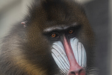 派手な顔のマンドリル