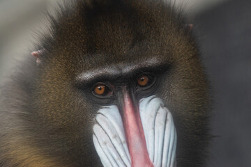 派手な顔のマンドリル