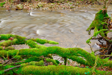 The root system of a dead tree covered with moss on the bank of a stream, flowing through a deciduous forest in the early spring during a cloudy day.
