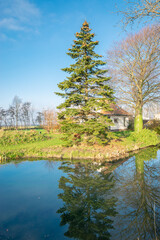 Nordmann fir (Abies nordmanniana) along the waterside in a garden