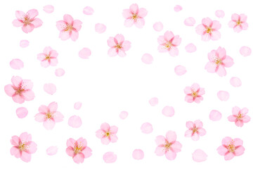 桜の花の背景　春の花のイメージ
