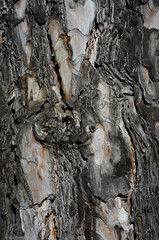 bark of a tree