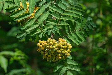 Fototapeta na wymiar Unreife grüne Vogelbeeren an einer Eberesche (Lat.: Sorbus aucuparia) unter Blättern an einem Zweig