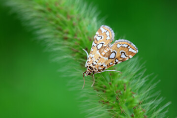 Moths inhabit plants in a natural state, North China Plain