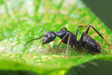 Ants on wild plants, North China