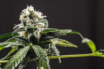 Mature medical cannabis marijuana plant with trichomes Bud and Leaves. contains THC CBD. by dark...