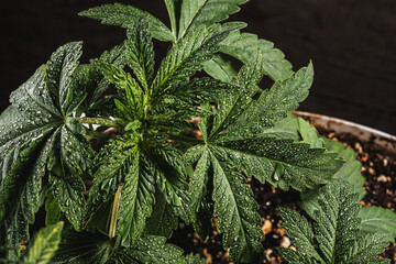 Mature medical cannabis marijuana plant with trichomes Bud and Leaves. contains THC CBD. by dark background. horizontal