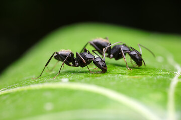 Ants on wild plants, North China