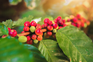Coffee tree and coffee beans being ripe in the garden.