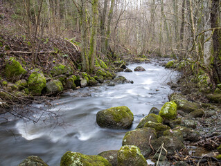 stream in the forest