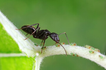 Ants on wild plants, North China