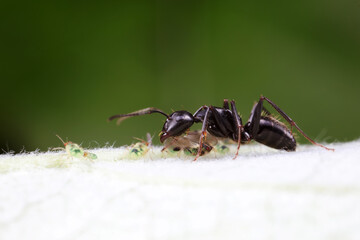 Ants on wild plants, North China