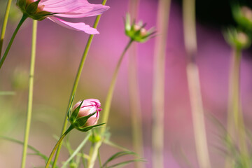 Summer Background. Pink summer flowers in a field on a sunny day