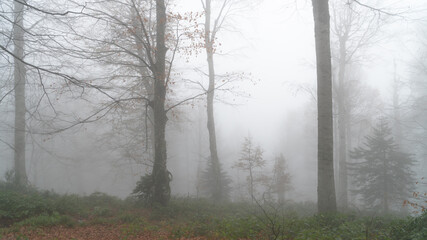 Obraz na płótnie Canvas Road through autumn scene forest with fog and warm light