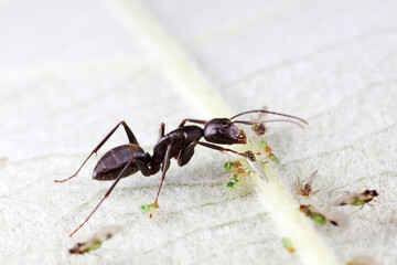 Ants on wild plants, North China