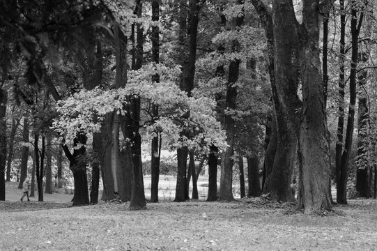 Landscape with trees on an autumn day. Black and white photography.