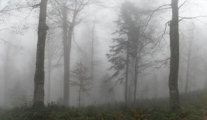 Fototapeta na wymiar Road through autumn scene forest with fog and warm light