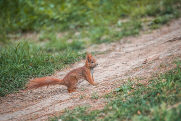 Red squirrel Sciurus vulgaris on the ground in autumn forest