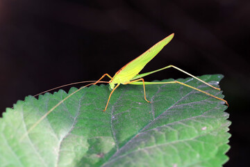 Katydids on wild plants, North China