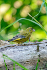 A greenfinch sitting on a tree trunk, side view. Against a blurred background