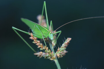Katydids on wild plants, North China
