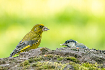 A greenfinch sitting on a stone chewing a seed. In side view. A part of a tomtit out of focus behind it